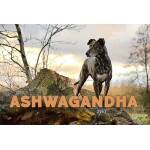 Ashwagandha cbdoggy