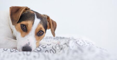 stress hond verminderen