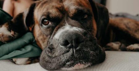 hond boxer stress