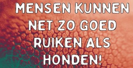 mensen kunnen net zo goed ruiken als honden