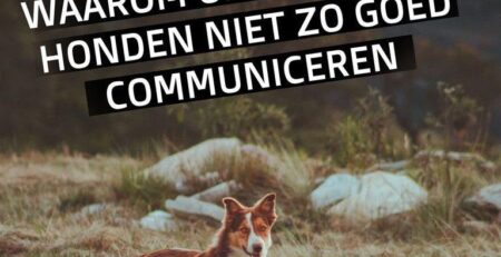opgewonden honden