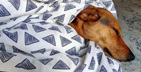 slapende hond
