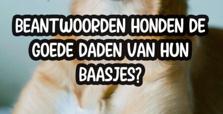 behulpzaam gedrag honden