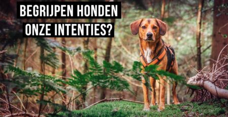 begrijpen honden intenties