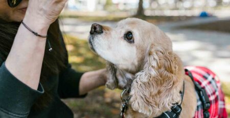 hond gedraagt zich ineens anders