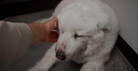 hond gromt bij aaien