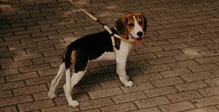 hond loopt onrustig heen en weer