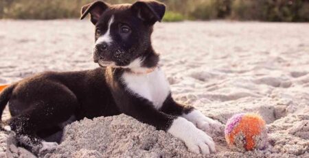 pup