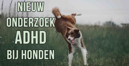 adhd bij honden