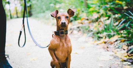 hond wil niet wandelen