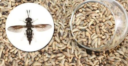 insecten hondenvoer