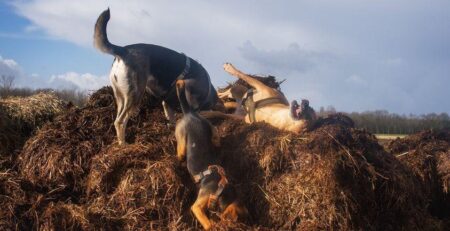 gelukkige hond