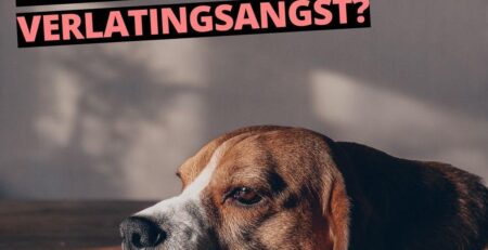 verlatingsangst hond