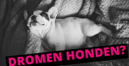 dromen honden