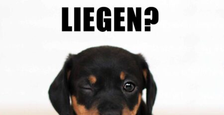 honden liegen