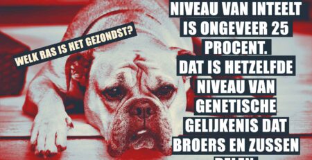 inteelt bij honden