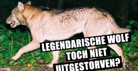 japanse wolf