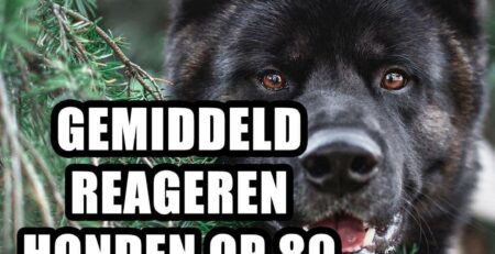 woorden honden