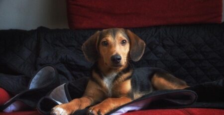 verlatingsangst hond