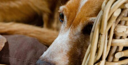 hoe lang kan een hond alleen zijn