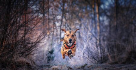 hond leren loslopen