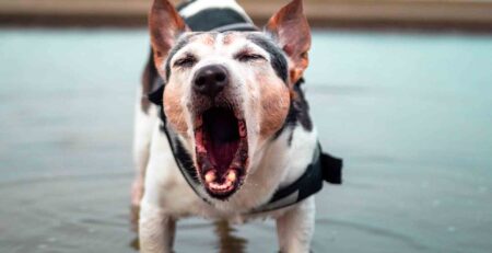 hond blaffen afleren