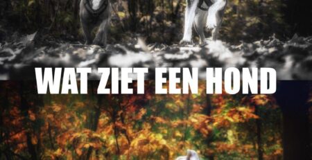 wat ziet een hond