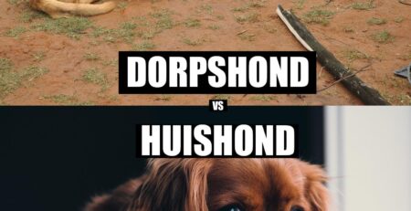 huisdiereficatie bij honden
