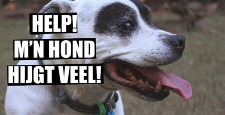 hond hijgt veel
