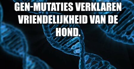 honden vriendelijk