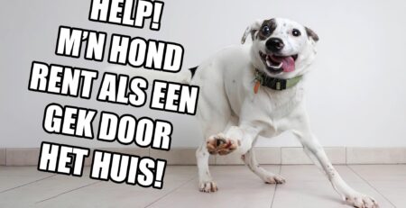 pup rent als een gek door het huis