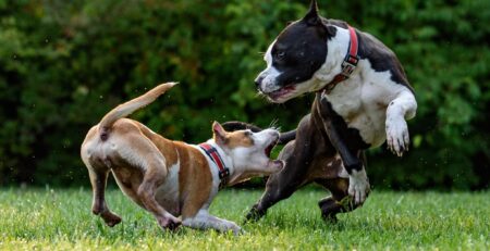 hond is te enthousiast bij andere honden