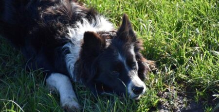 hond gaat liggen voor andere hond