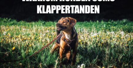 hond klappertanden