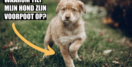 Waarom tilt mijn hond zijn voorpoot op