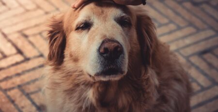 gehoorverlies dementie bij honden
