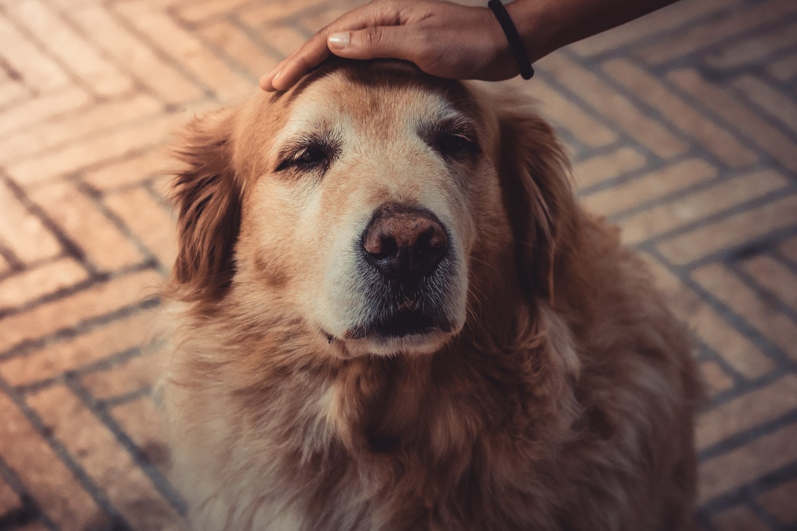 Het verband tussen gehoorverlies en dementie bij honden