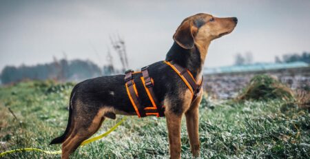 hond sporen volgen