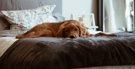 symptomen eenzaamheid hond