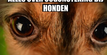 ontstoken oog hond
