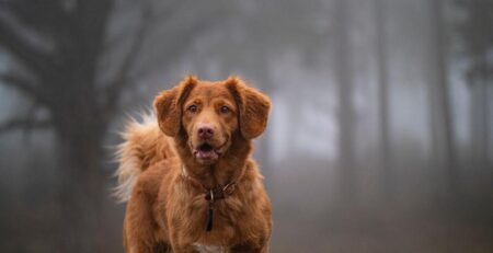 Hoe snel wennen honden aan nieuw voer