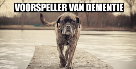 dementie bij honden