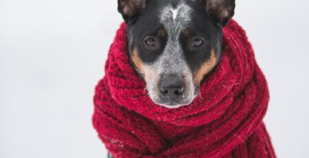 diabetes bij honden