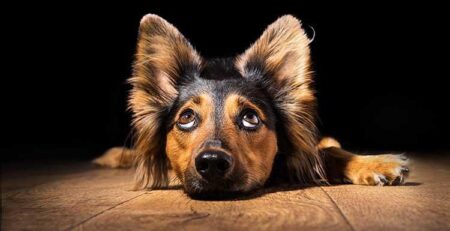pup wil niet slapen overdag