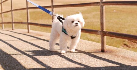 pup wil niet wandelen