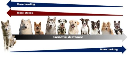 wolven gehuil honden