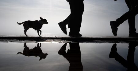 hond bang voor mensen