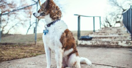 hond-gaat-steeds-zitten-tijdens-uitlaten