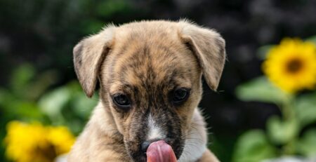 hond smakt veel