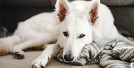 hond spuugt gal